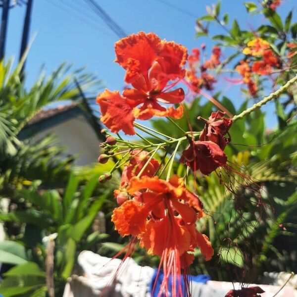 Caesalpinia pulcherrima Kukka