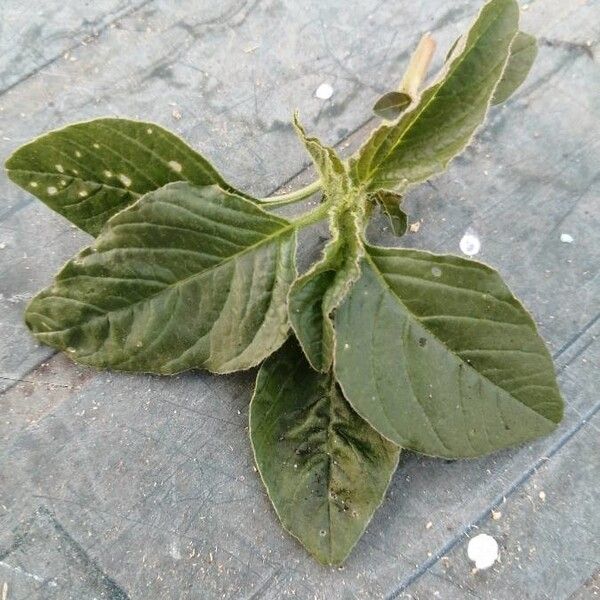 Amaranthus retroflexus Leaf