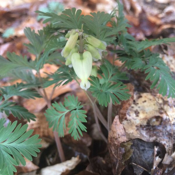 Dicentra canadensis Flower