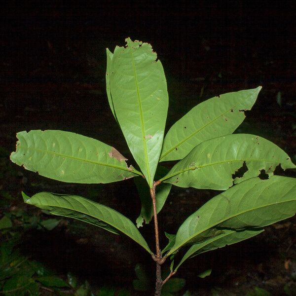 Aniba citrifolia Levél