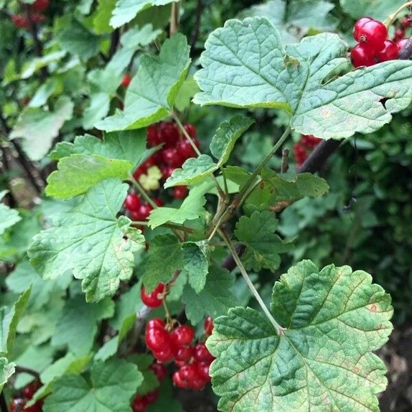 Ribes rubrum Leaf