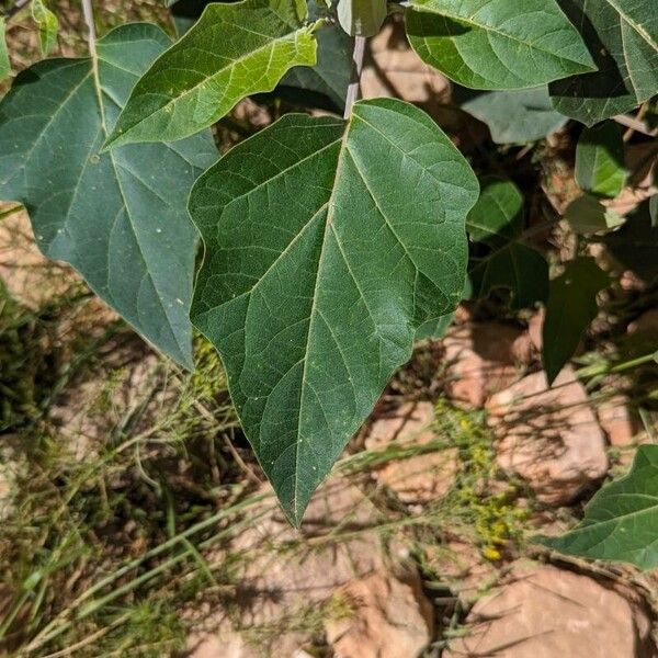 Datura wrightii 葉