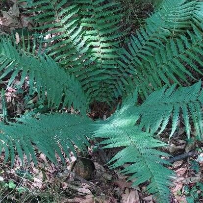 Dryopteris remota Fuelha