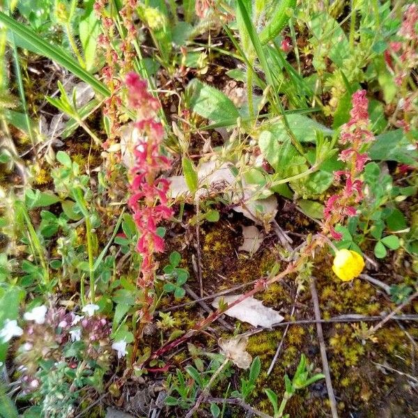 Rumex bucephalophorus Flower