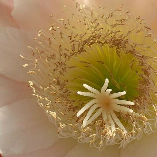 Cereus forbesii Цветок