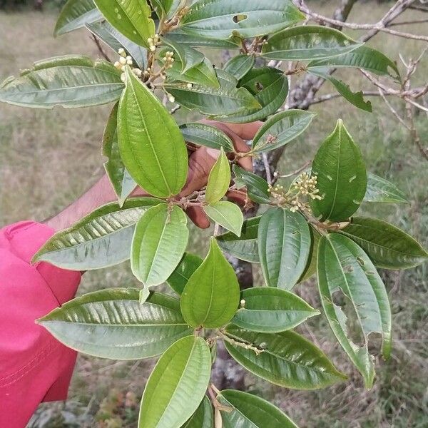 Miconia stenostachya Leaf