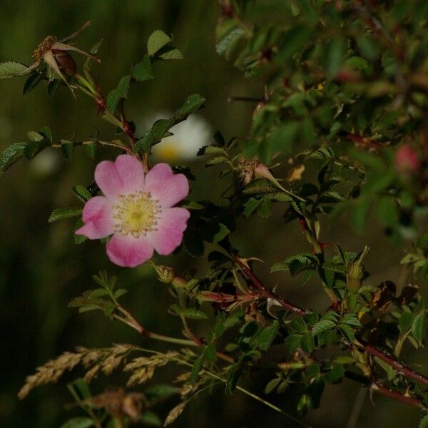 Rosa micrantha Plante entière