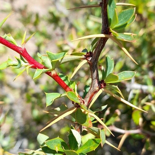 Berberis ruscifolia Leaf
