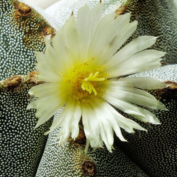 Astrophytum myriostigma Çiçek