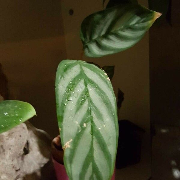 Calathea concinna برگ