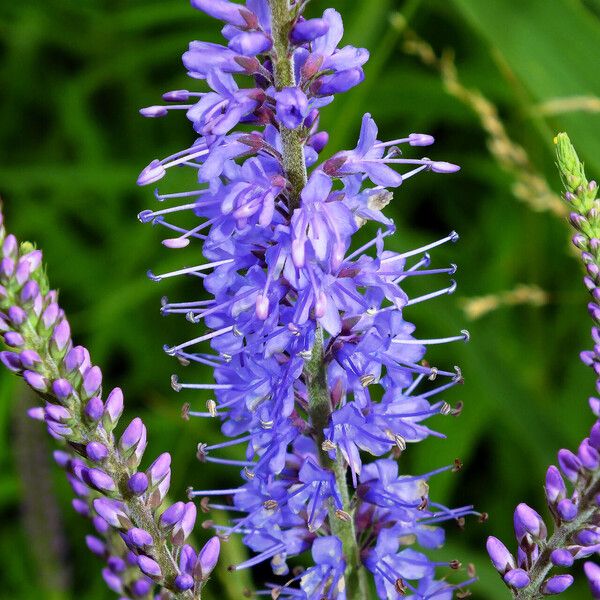 Veronica longifolia Floro