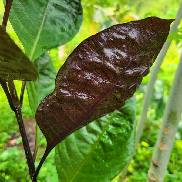 Pseuderanthemum maculatum Leaf