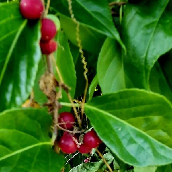 Celastrus scandens Fruit