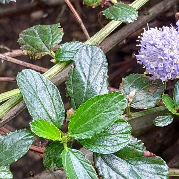 Ceanothus thyrsiflorus Blatt