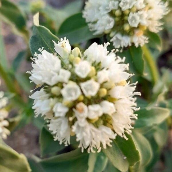 Spermacoce verticillata Flower