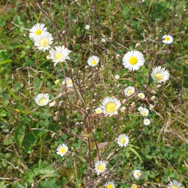 Erigeron strigosus Flower