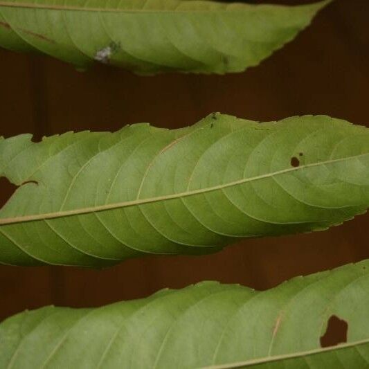 Banara guianensis Levél