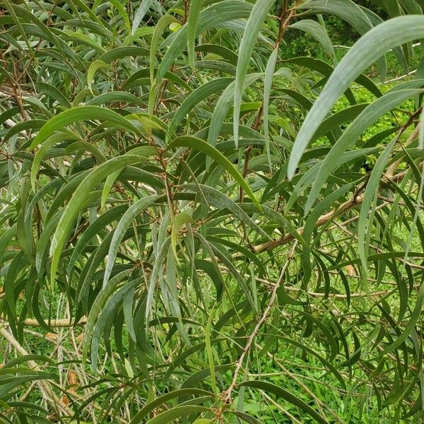 Acacia koaia Frunză