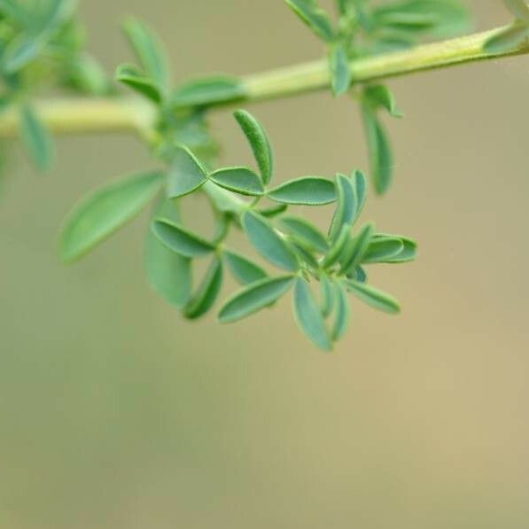 Adenocarpus complicatus Лист