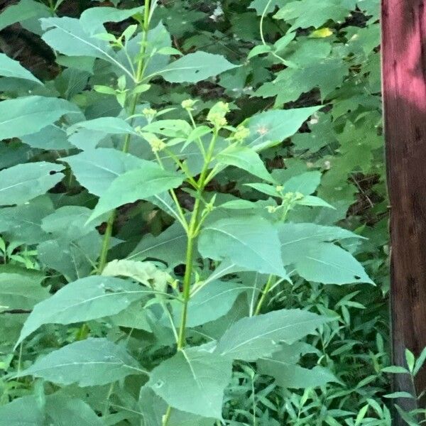 Verbesina occidentalis Blatt