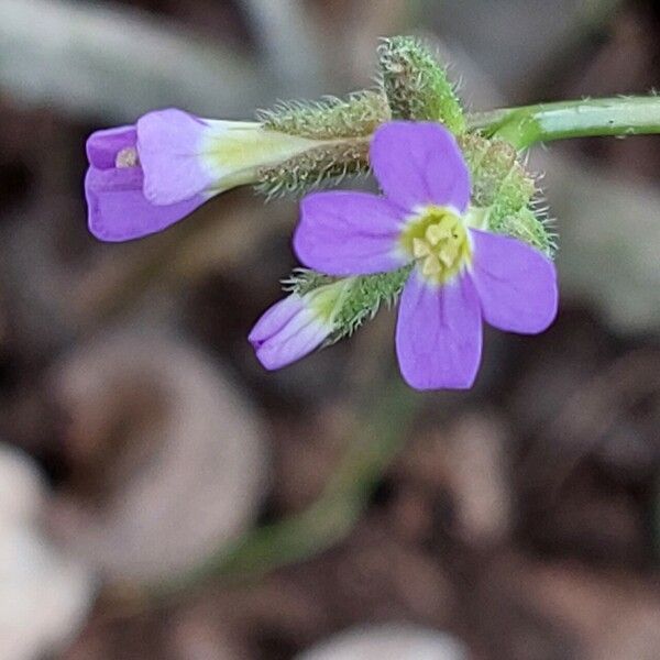 Arabis verna Цвят