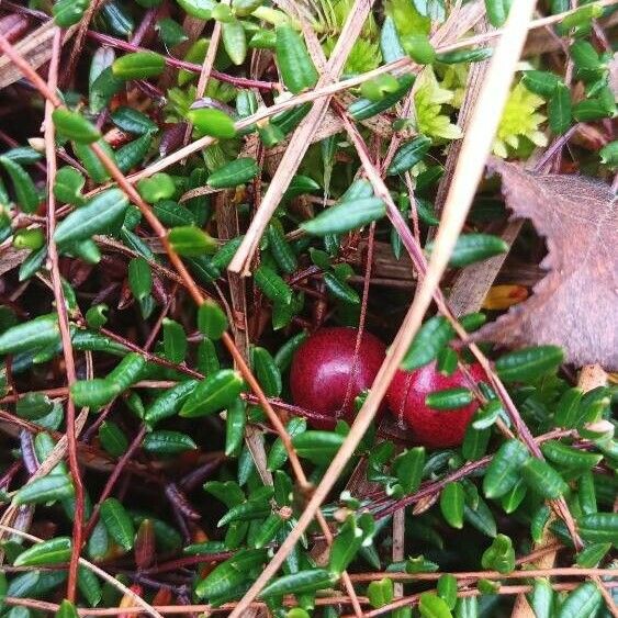 Vaccinium oxycoccos Ліст