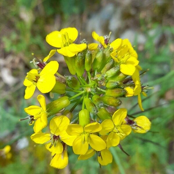 Coincya monensis Blomma