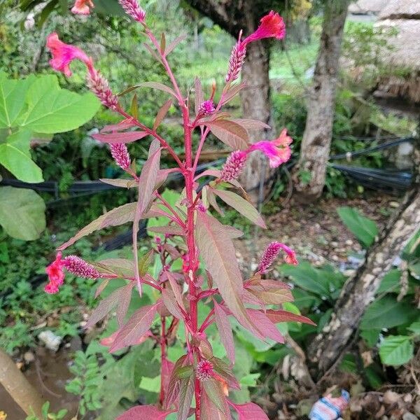 Amaranthus cruentus Flower