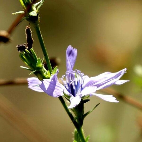 Cichorium intybus Цвят