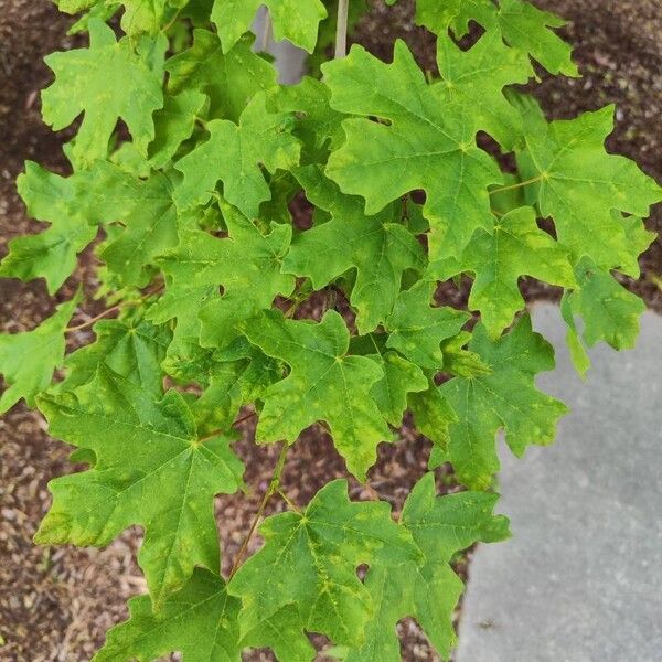 Acer saccharum ᱥᱟᱠᱟᱢ