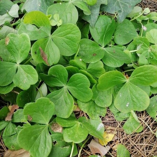 Oxalis articulata Folla