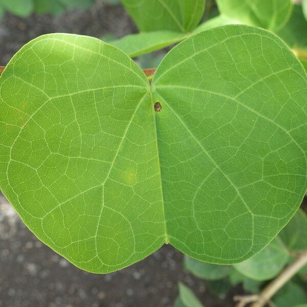 Bauhinia galpinii Leaf