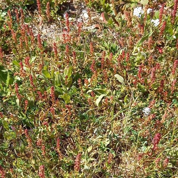 Rumex bucephalophorus Pokrój