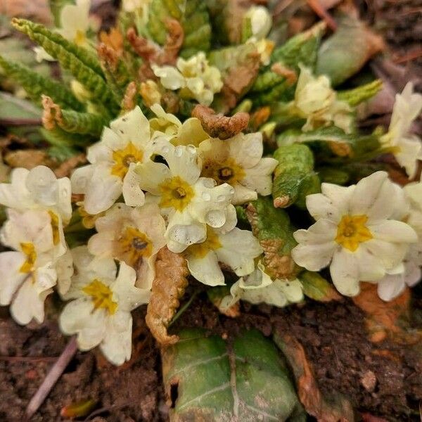 Primula vulgaris Kwiat