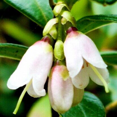 Vaccinium vitis-idaea Flower