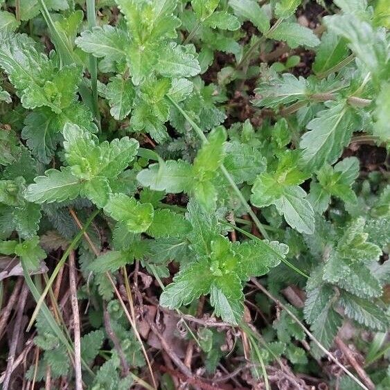 Veronica prostrata 葉