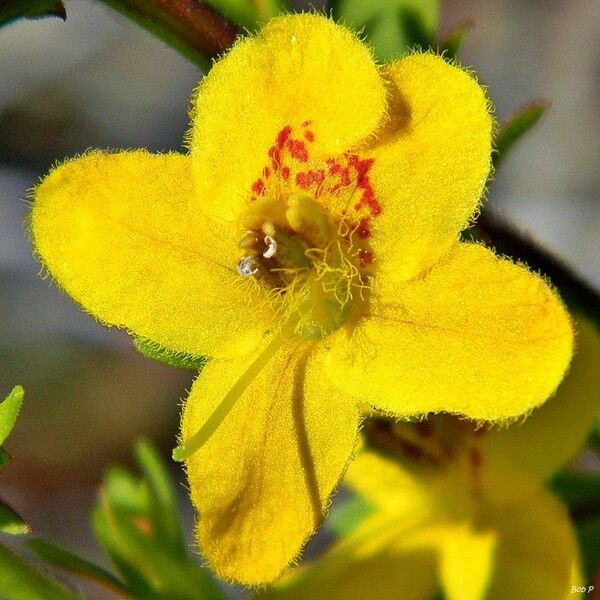 Seymeria pectinata Flower