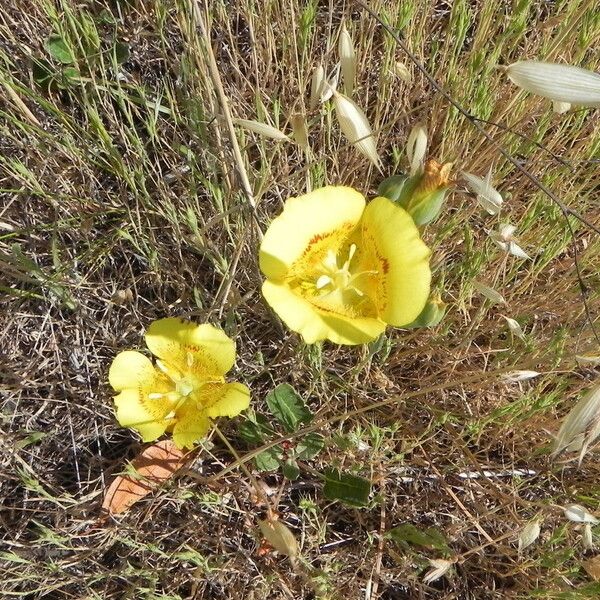 Calochortus luteus Fleur