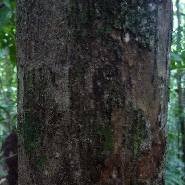 Licania laxiflora Bark