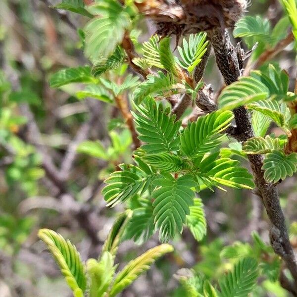 Kotschya strigosa Leaf