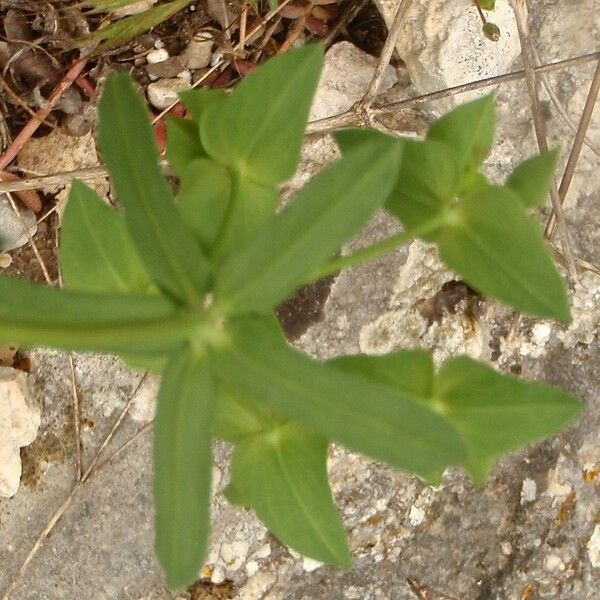 Euphorbia taurinensis Liść