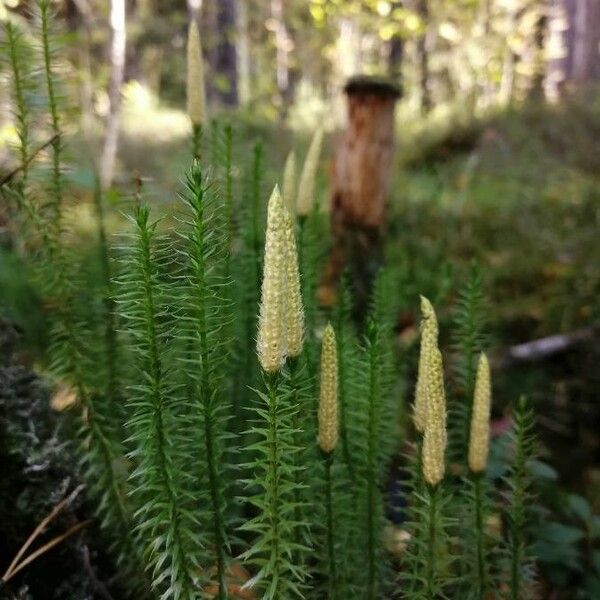 Lycopodium annotinum Leaf