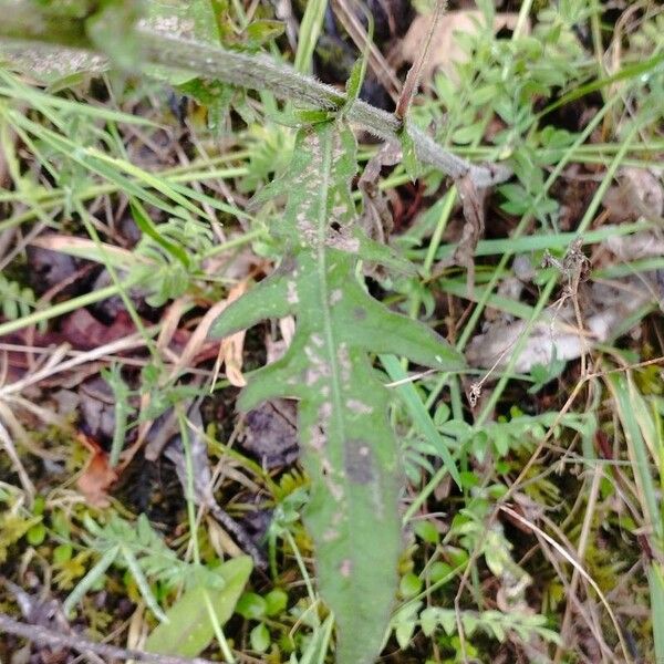 Centaurea nigra برگ