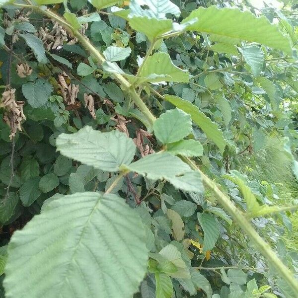 Rubus ellipticus Folha