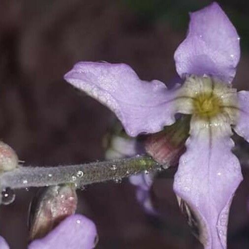 Matthiola longipetala Flower