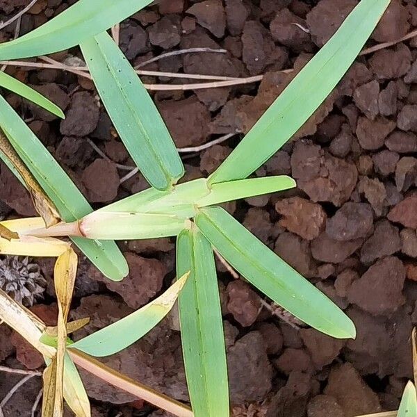 Stenotaphrum secundatum Blad