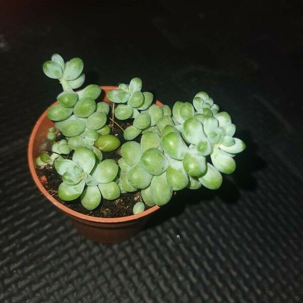 Sedum dasyphyllum Leaf