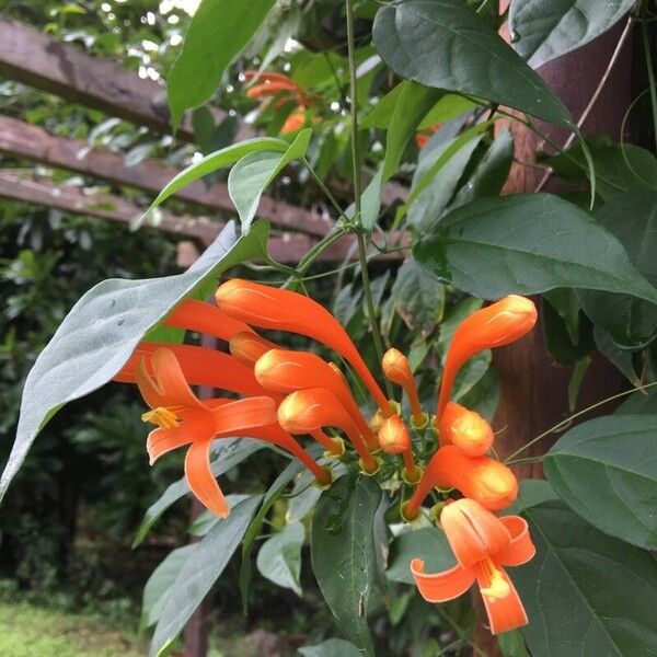 Pyrostegia venusta Flower