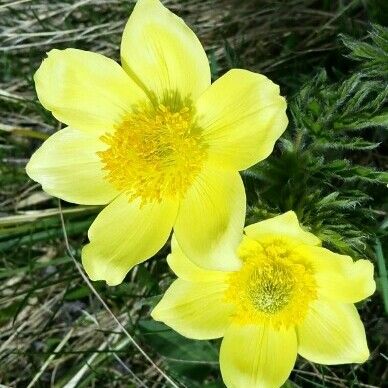 Pulsatilla alpina Flower