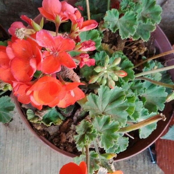 Pelargonium zonale Кветка